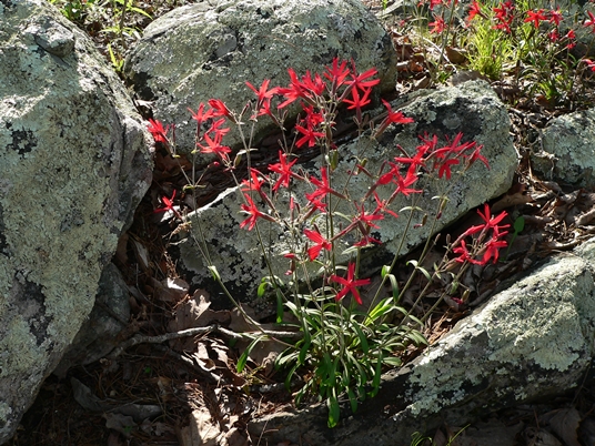{Silene virginica}
